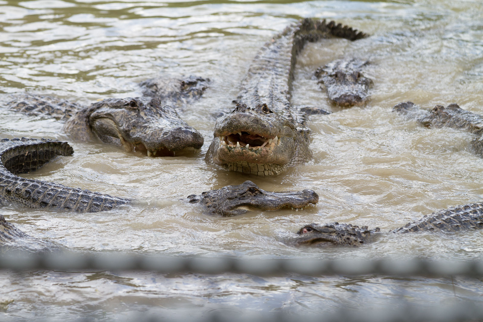 14 02 Homestead 056 IMG 5955