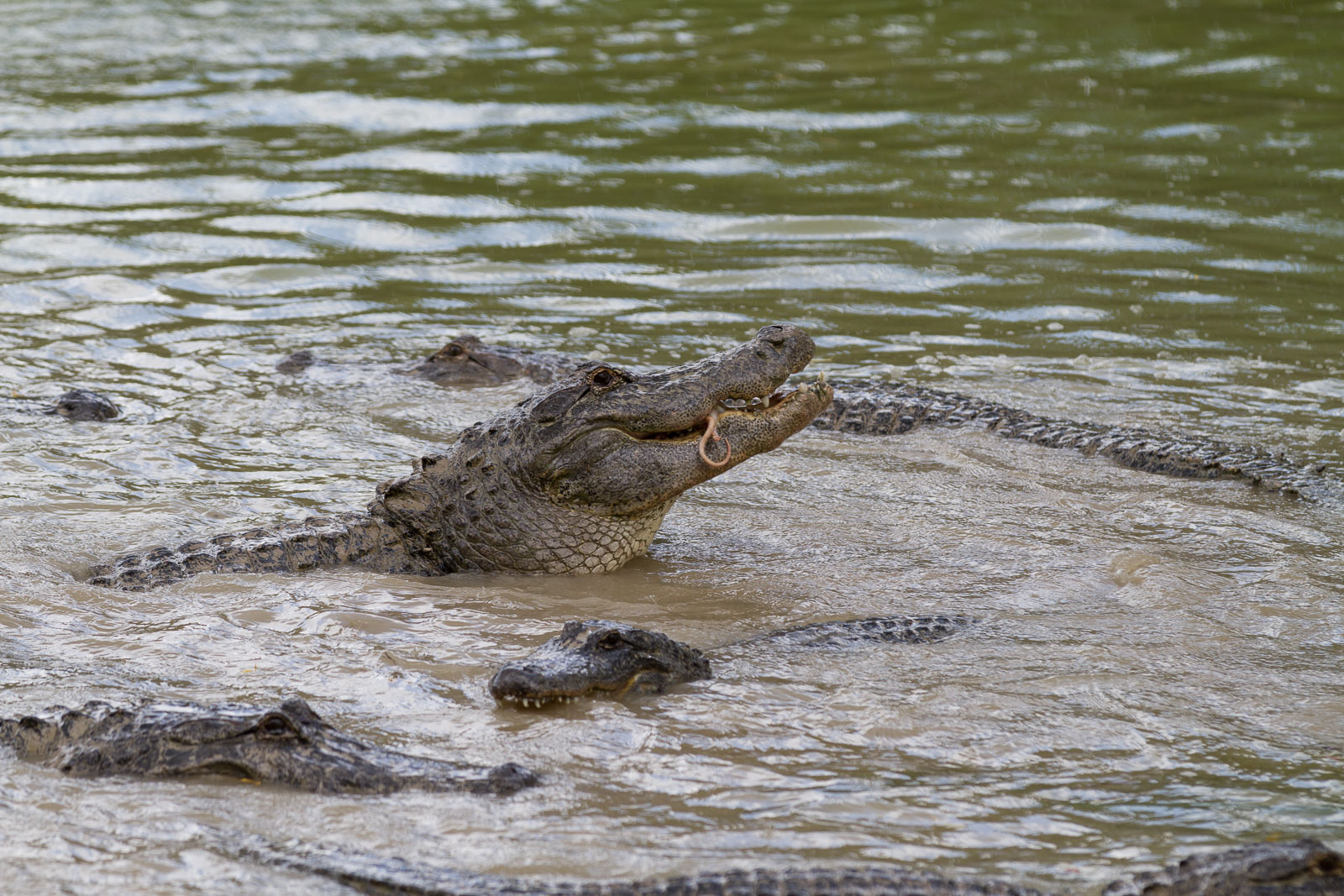 15 02 Homestead 057 IMG 5957